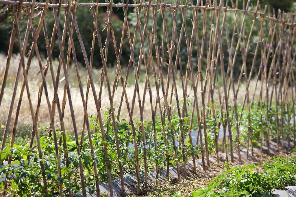 Affittacamere Sa Carrotja - Adults Only Ses Salines  Casa di campagna